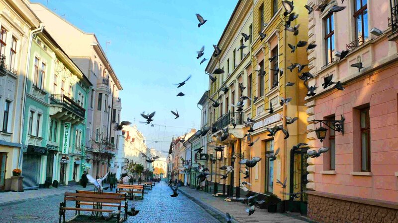 Pigeons flying over cobblestone street