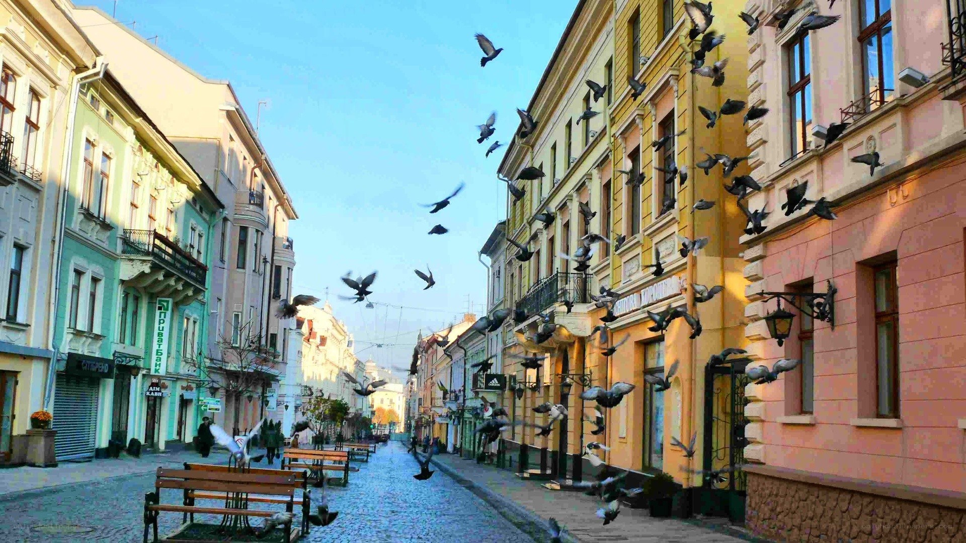 Pigeons flying over cobblestone street