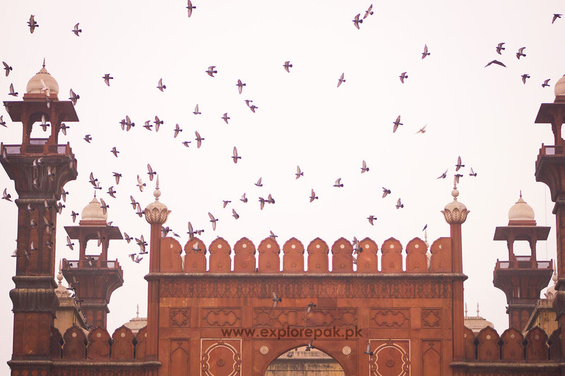 Pigeons Flying over Gate