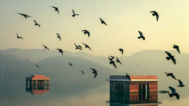 Pigeons Flying over Lake