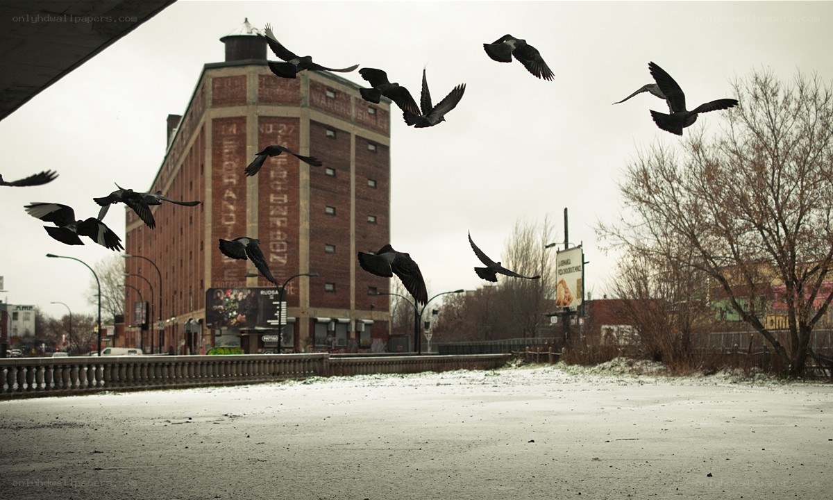 Pigeons flying over snowy street