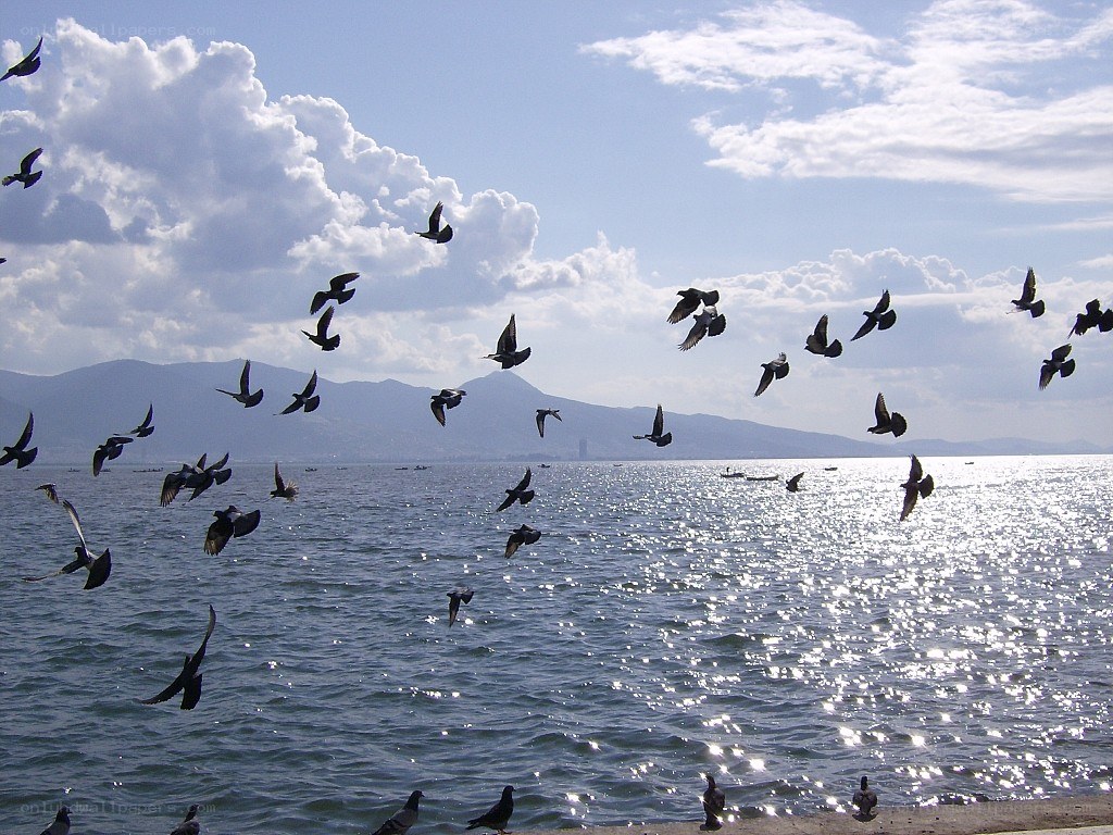 Pigeons flying over the sea