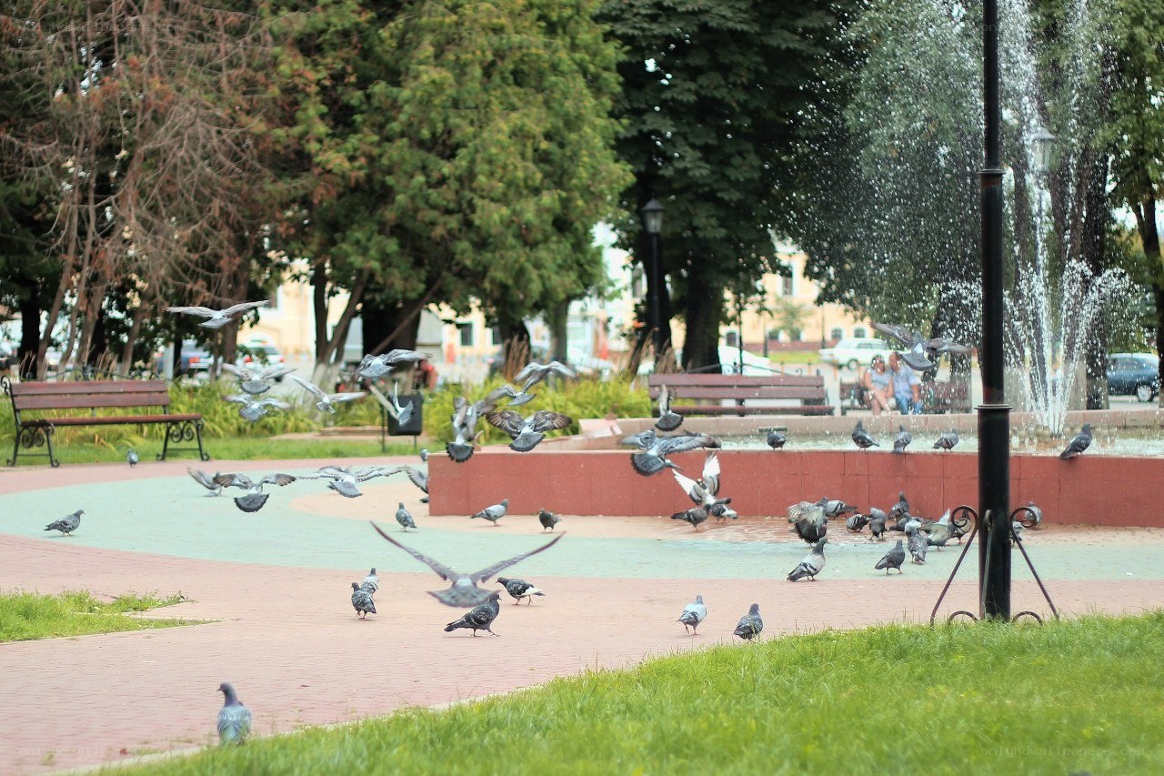 Pigeons in a city park