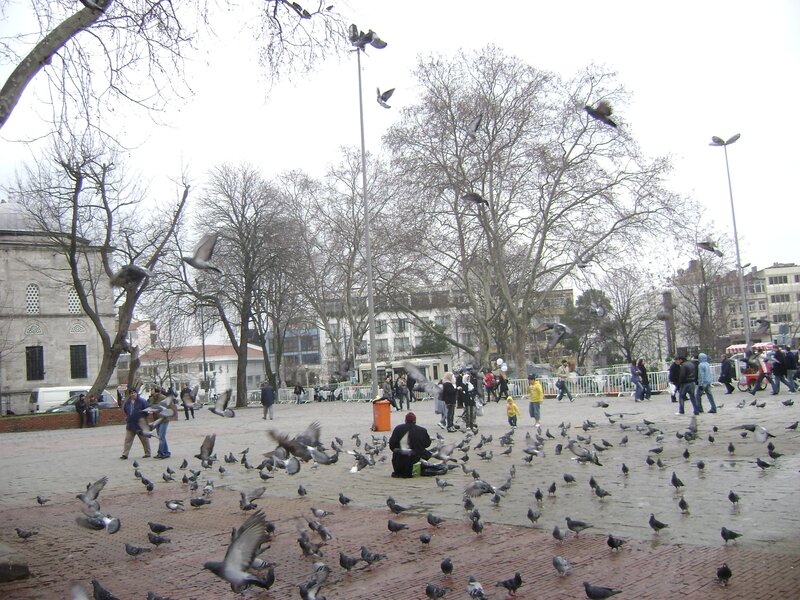 Pigeons in a city square