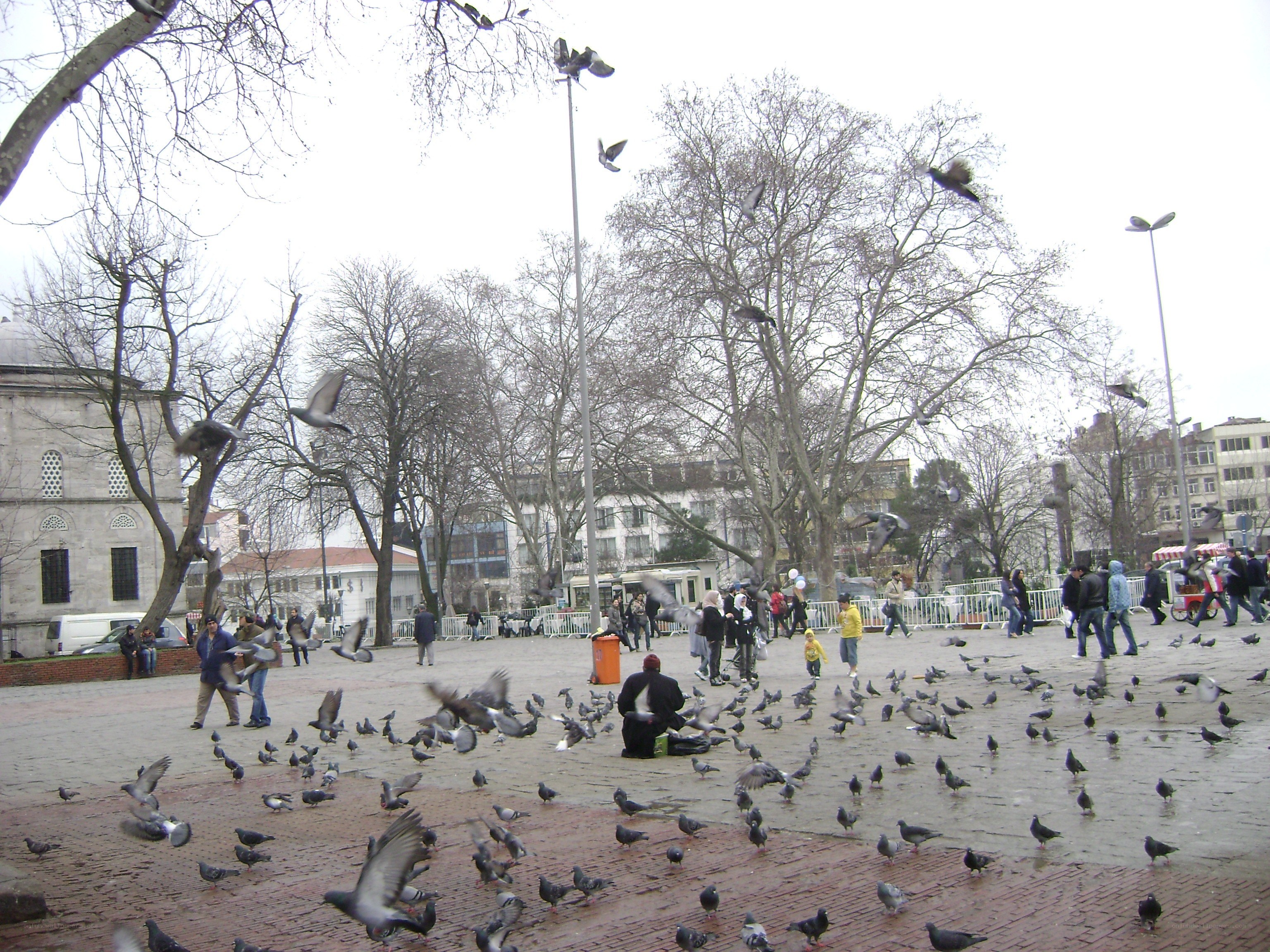 Pigeons in a city square