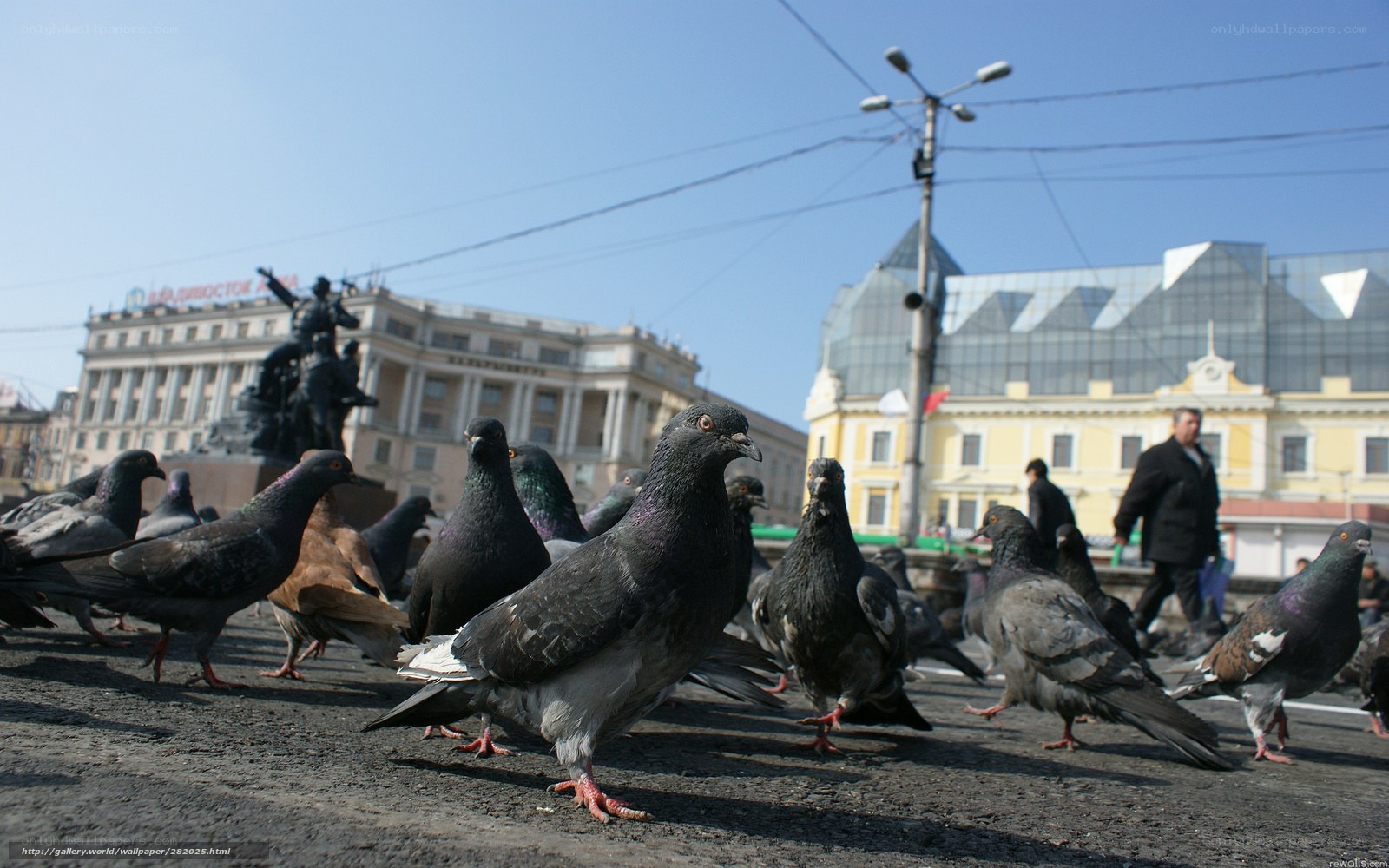 Pigeons in a city square