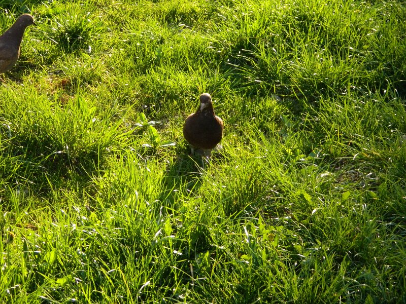 Pigeons in a grassy field