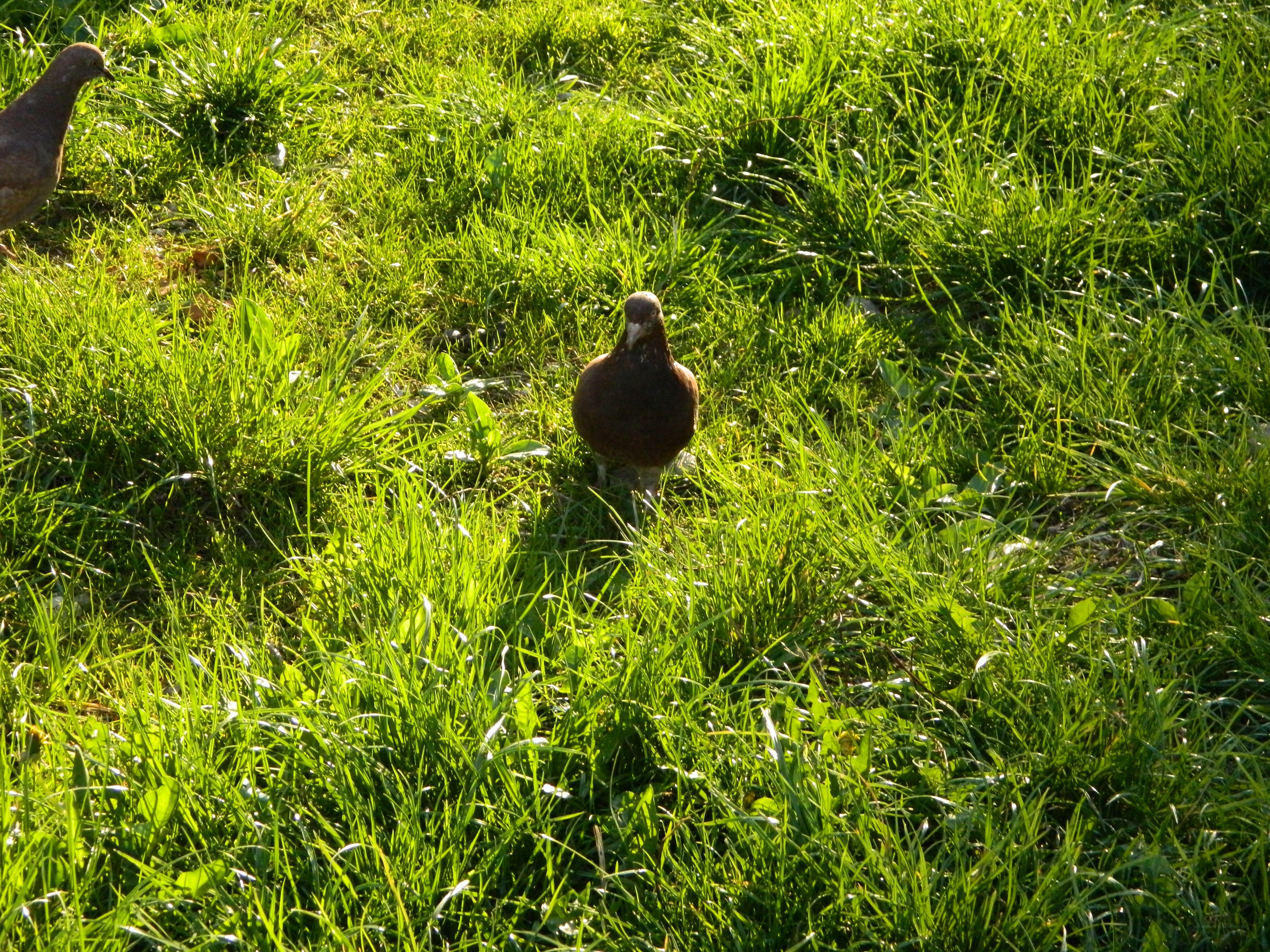 Pigeons in a grassy field