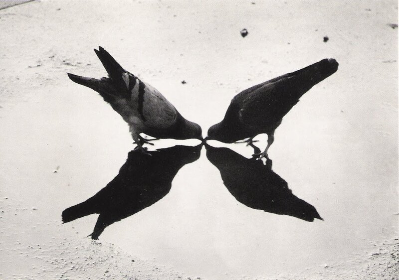 Pigeons in a puddle