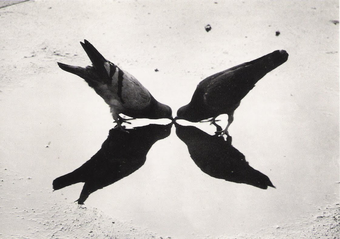 Pigeons in a puddle