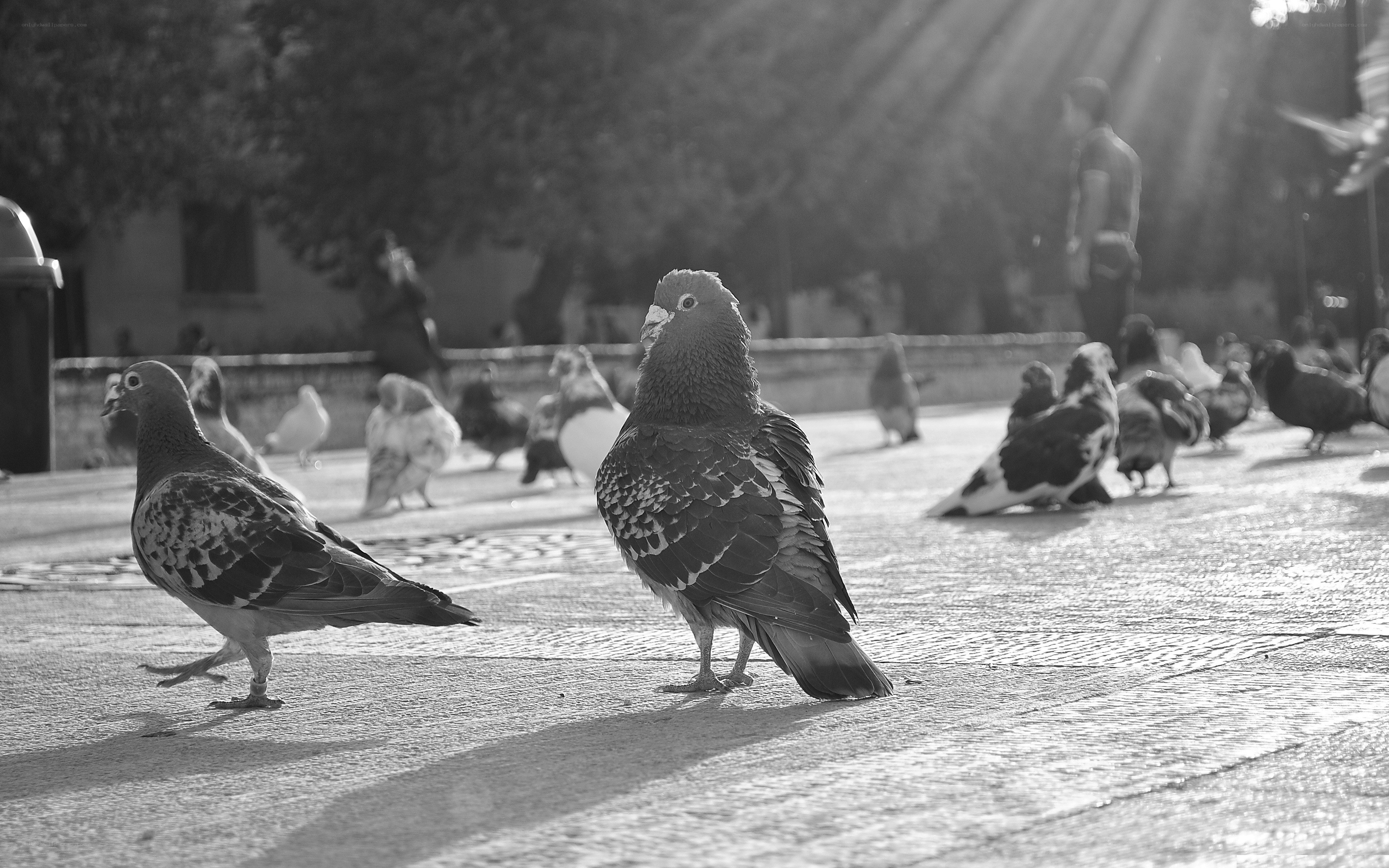Pigeons in a sunlit square