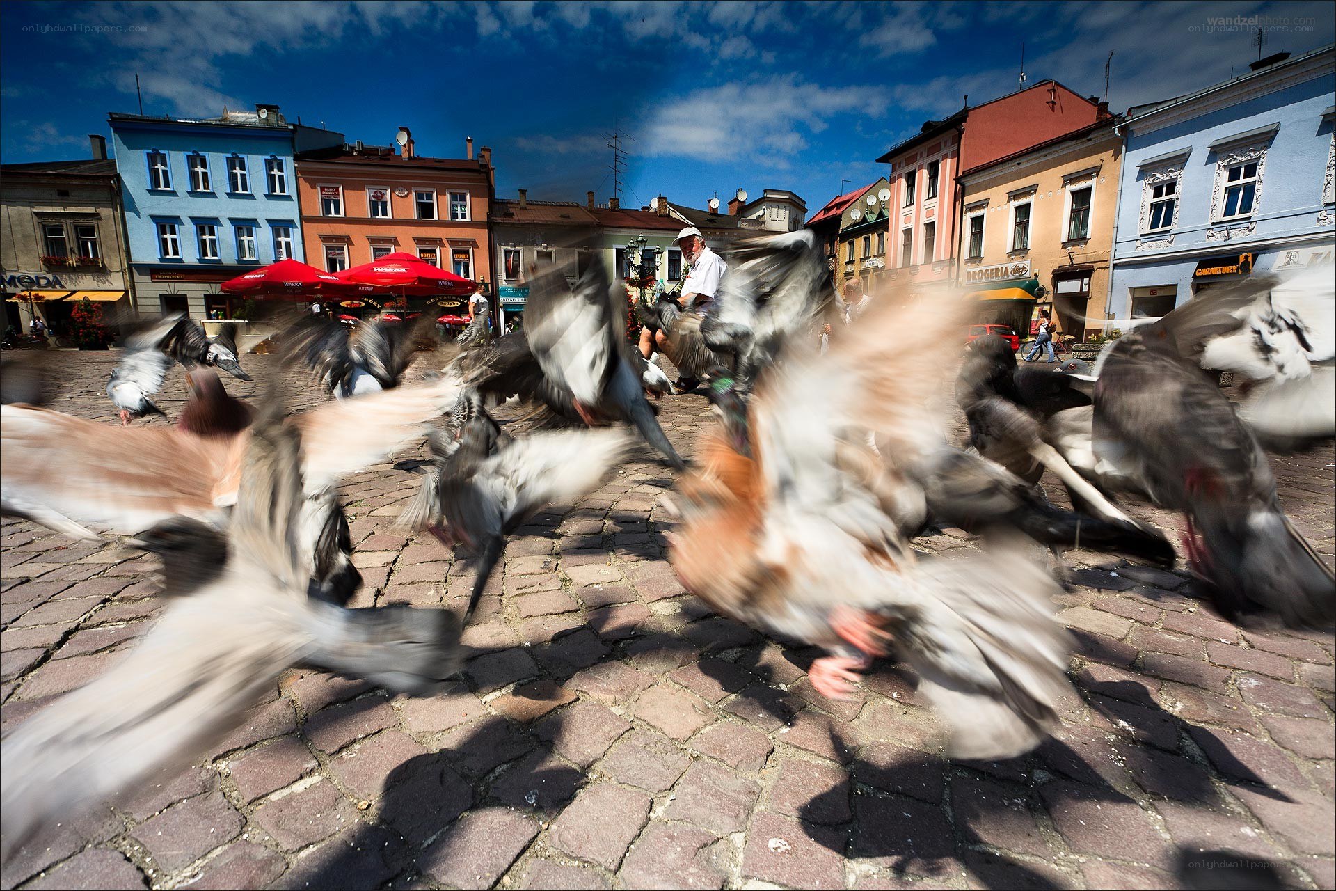 Pigeons in a town square