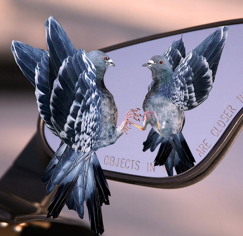 Pigeons in car mirror