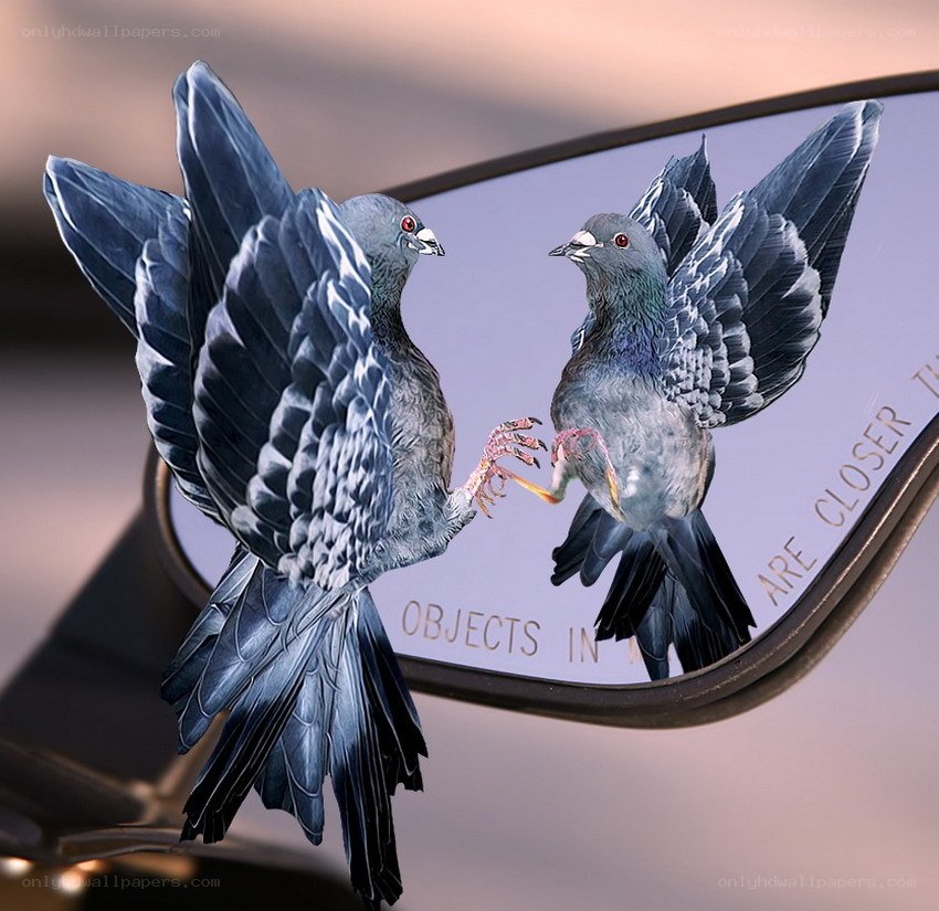 Pigeons in car mirror
