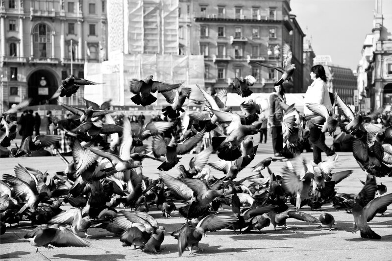 Pigeons in Flight — Black