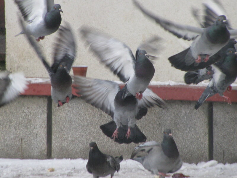 Pigeons in Flight — Gray, Active
