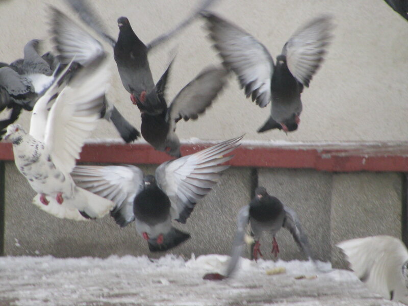 Pigeons in Flight — Gray
