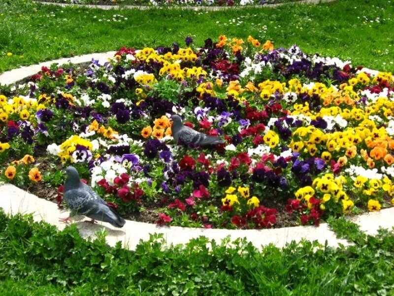 Pigeons in Flower Bed
