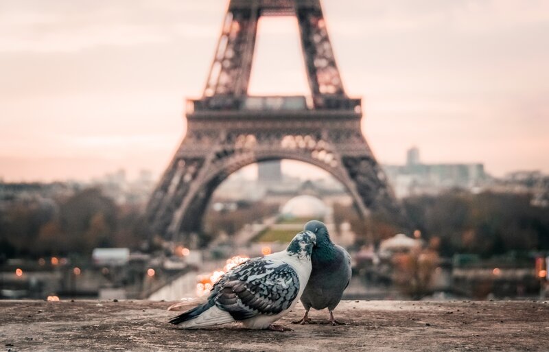 Pigeons in front of Eiffel Tower