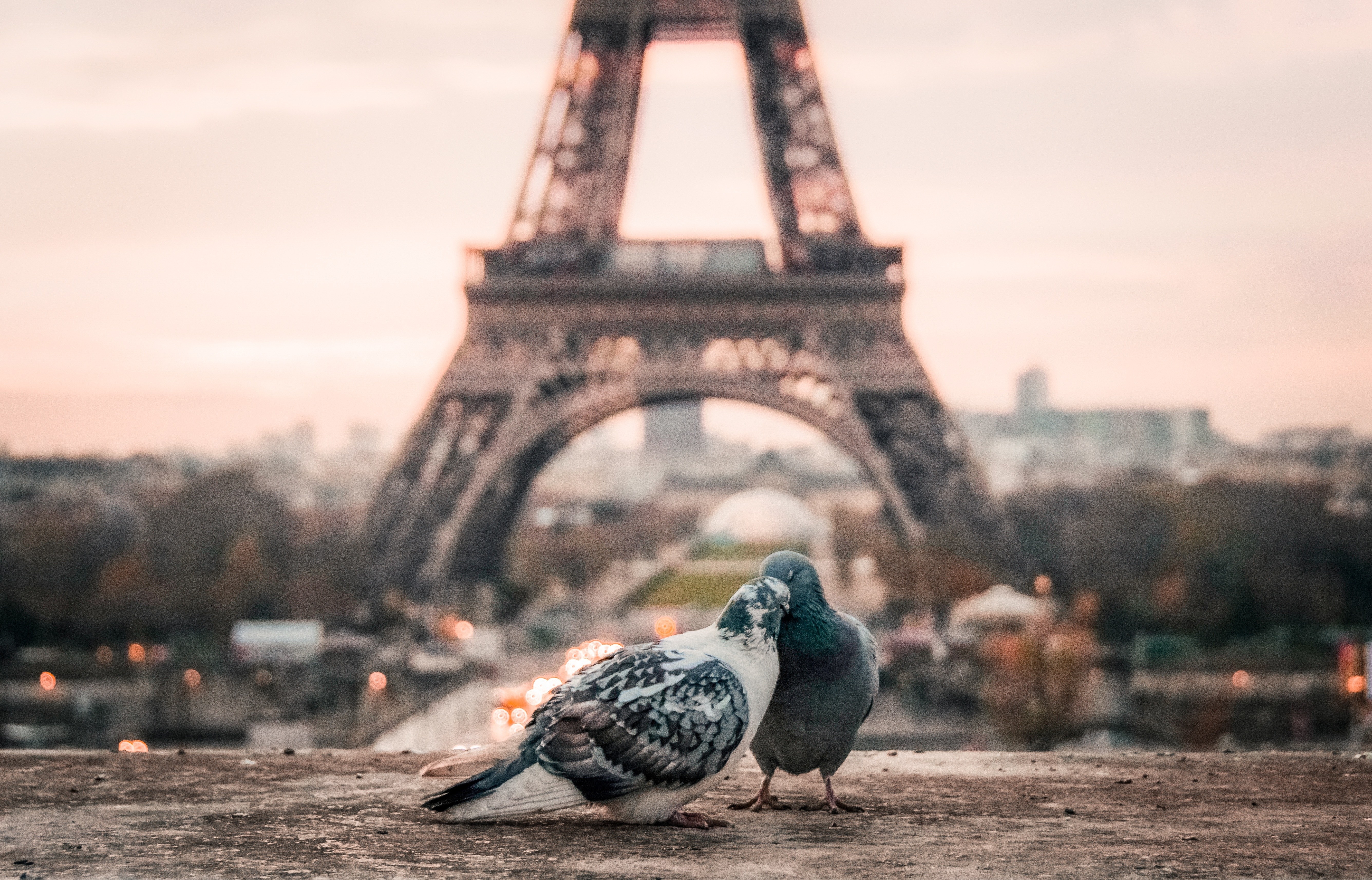 Pigeons in front of Eiffel Tower