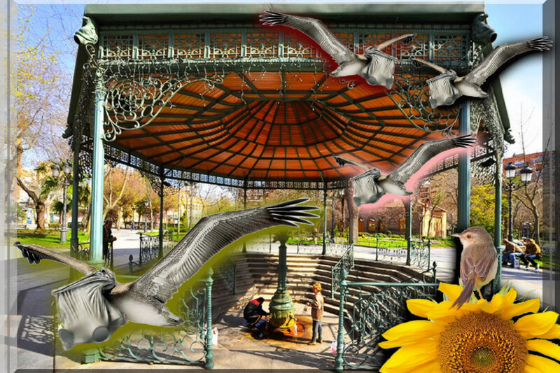 Pigeons in Park