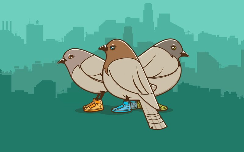 pigeons in sneakers