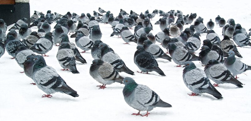 Pigeons in Snow — Gray