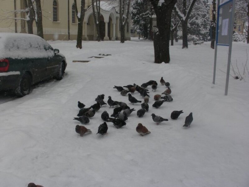 Pigeons in Snow