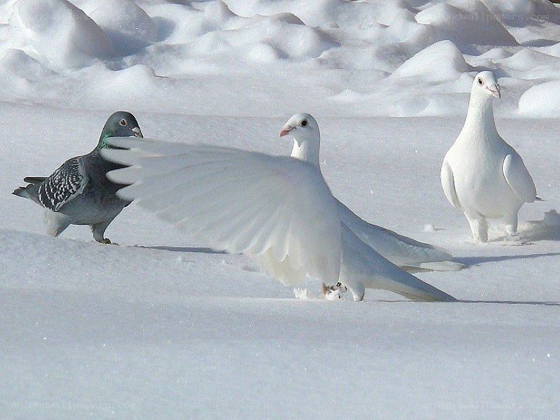 Pigeons in the snow