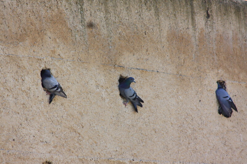 Pigeons in wall crevices