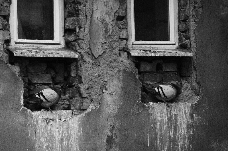 Pigeons in Window Recesses