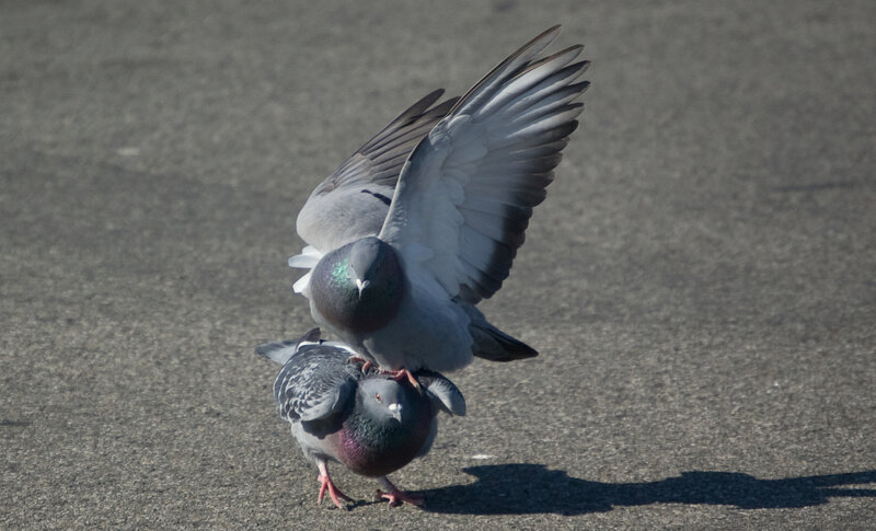Pigeons mating on pavement