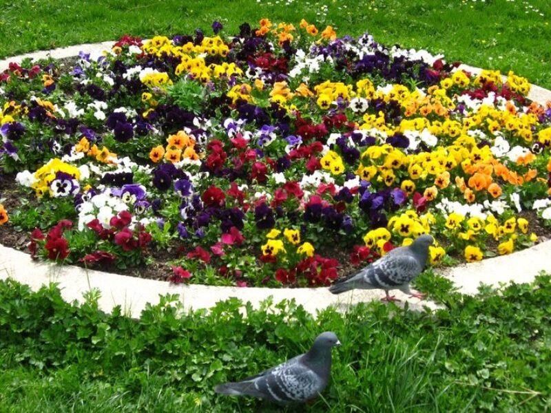 Pigeons Near Flower Bed