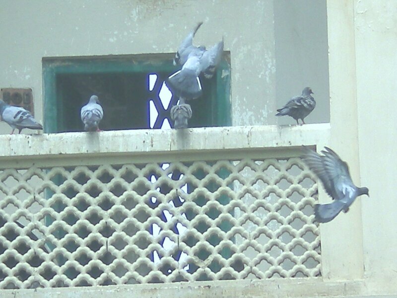 Pigeons on a balcony