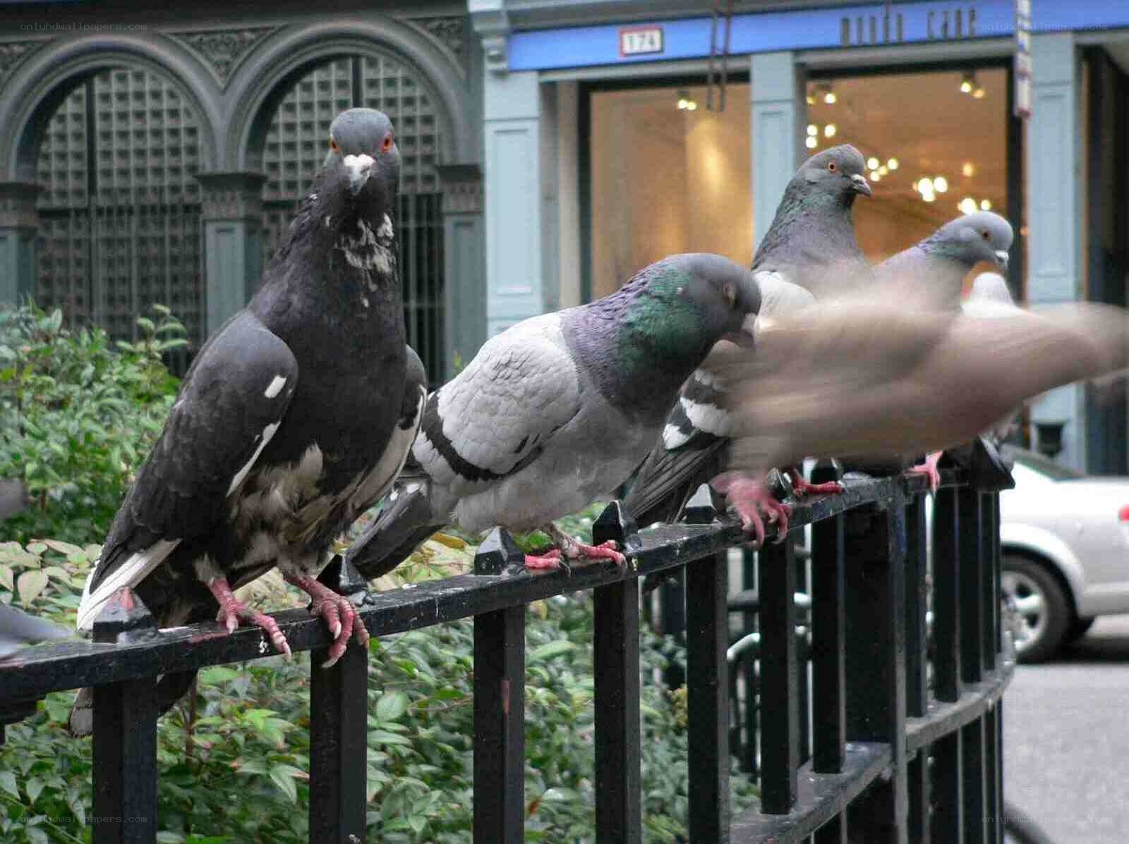 pigeons on a city fence