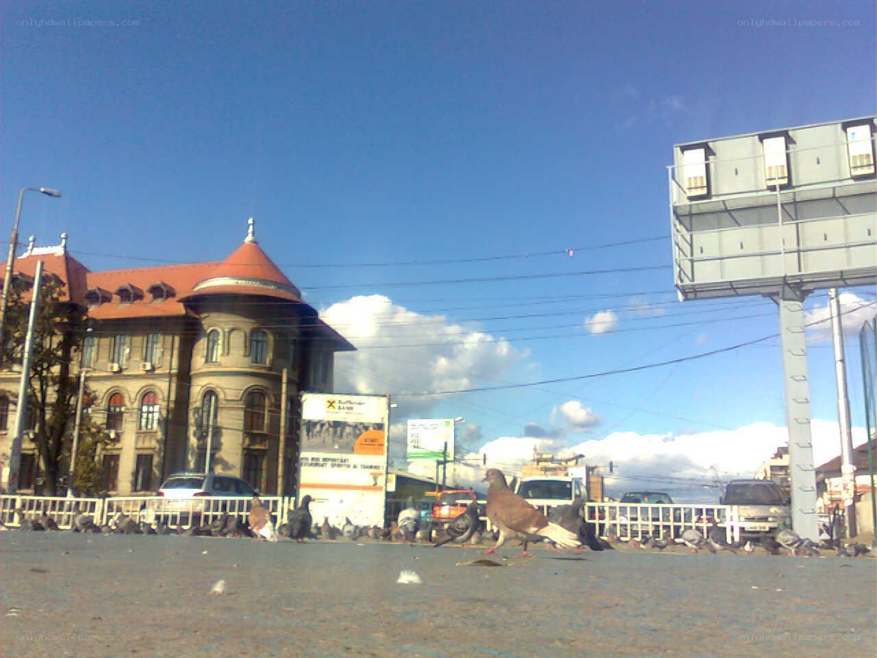 Pigeons on a city street