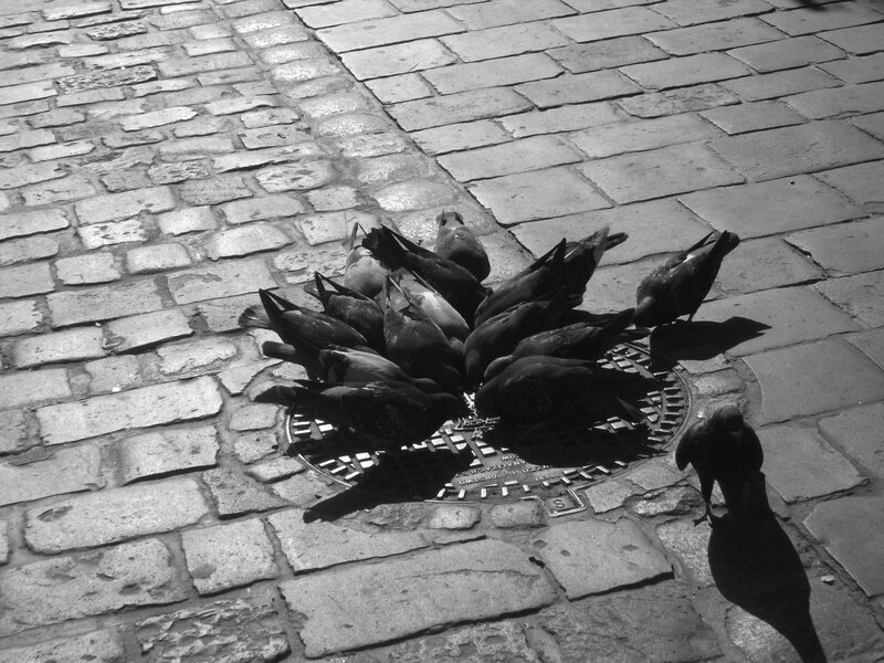 Pigeons on a cobblestone street