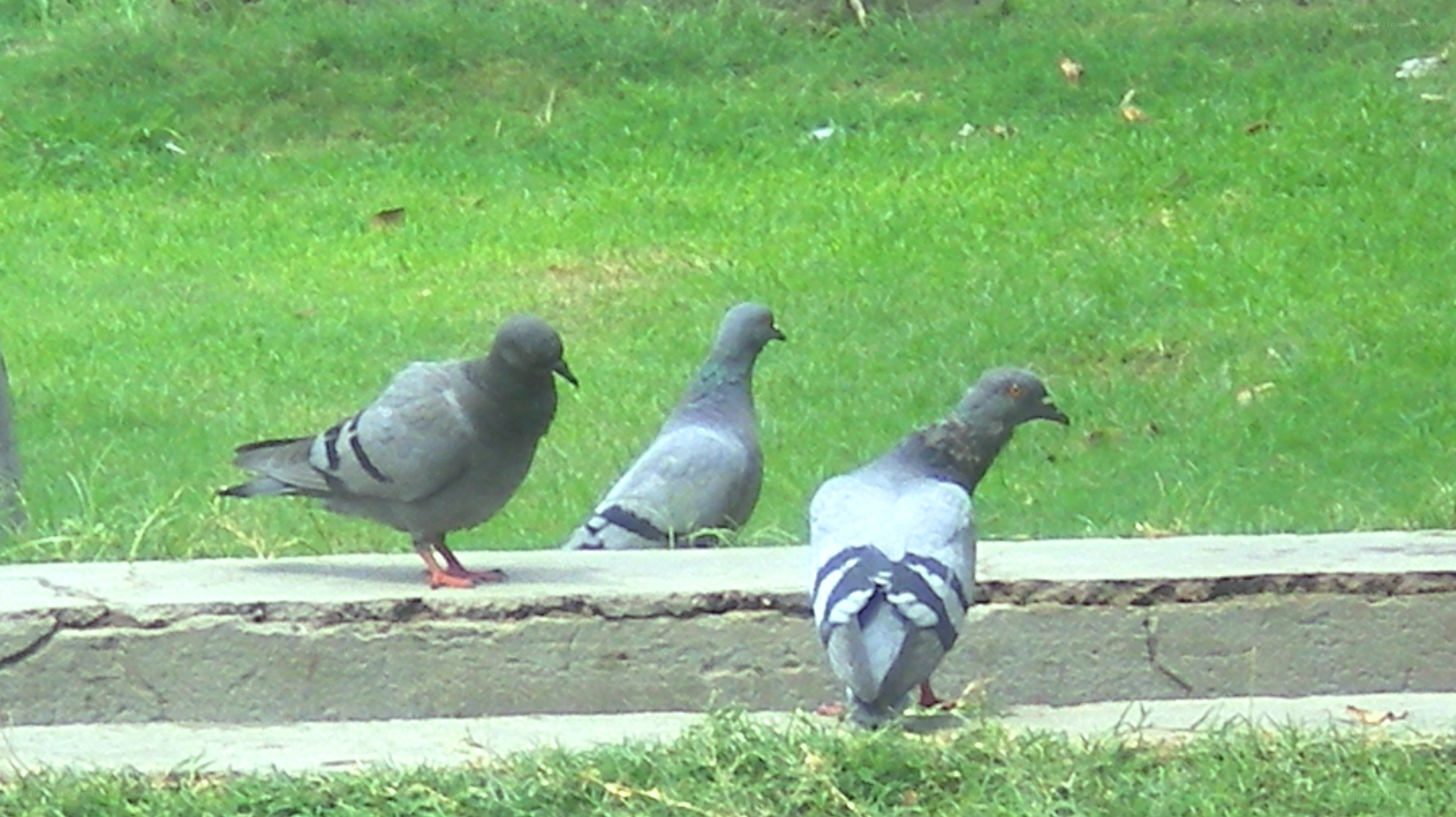 Pigeons on a concrete ledge