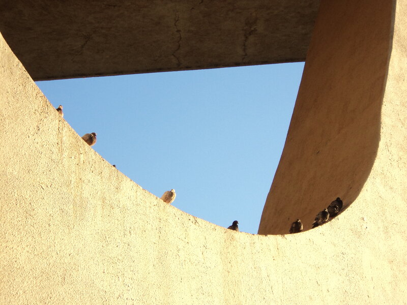 Pigeons on a concrete structure