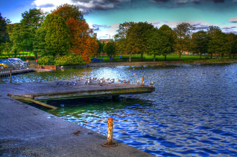 Pigeons on a Dock