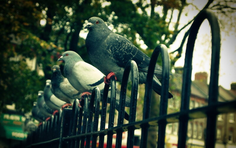 Pigeons on a Fence — Gray