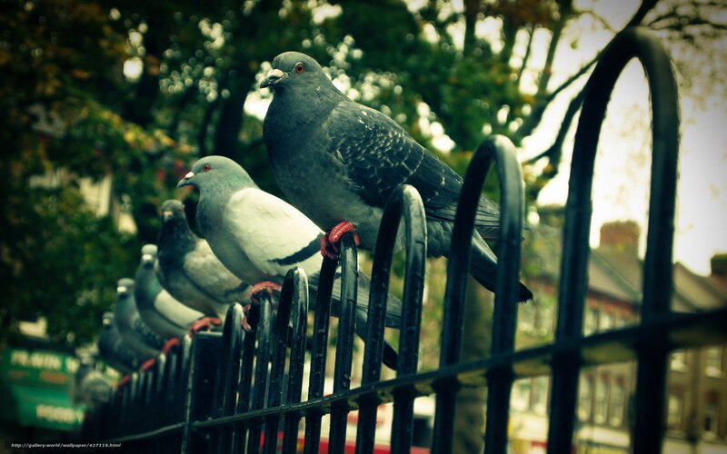 Pigeons on a fence