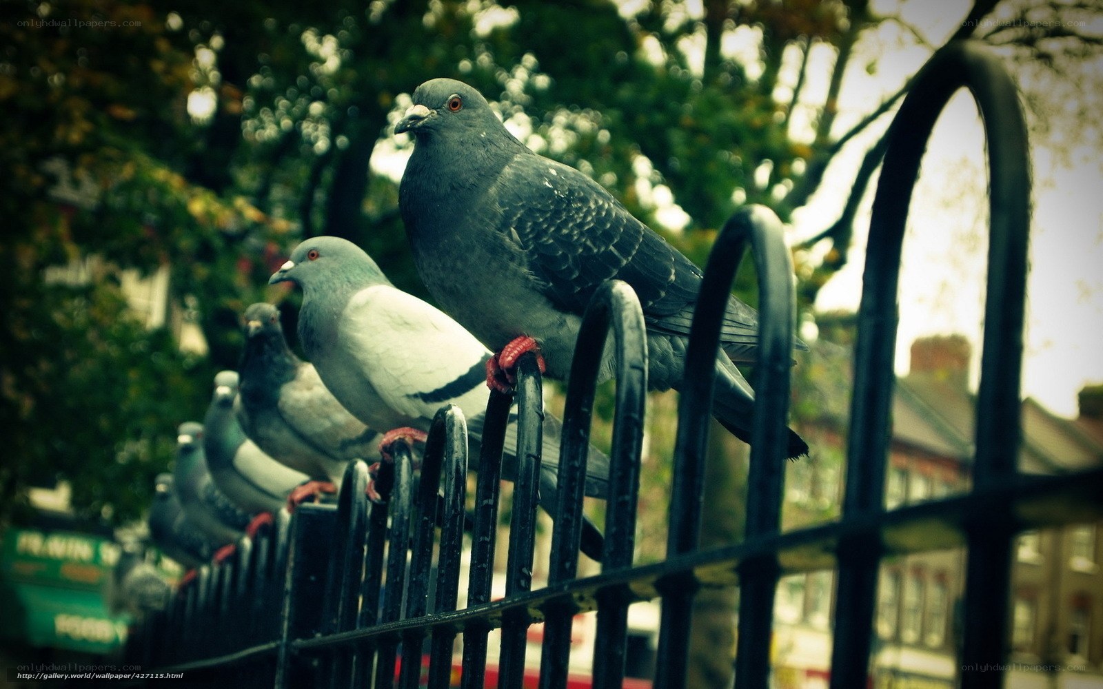 Pigeons on a fence