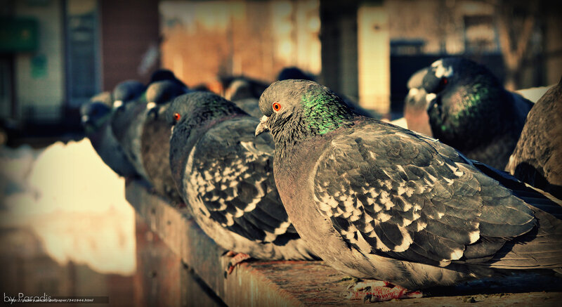 Pigeons on a ledge