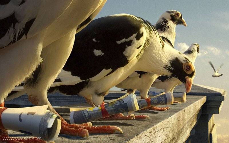 Pigeons on a Ledge — White, Calm