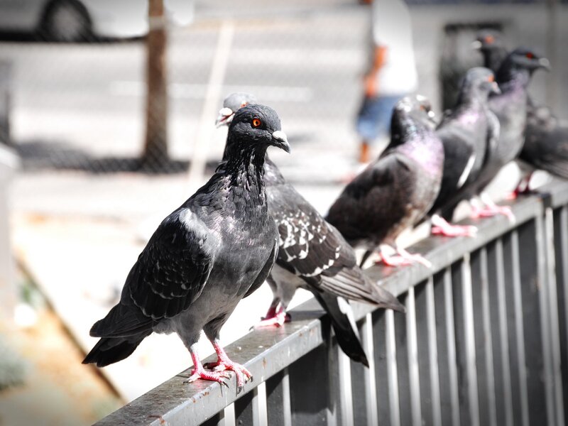 pigeons on a metal railing