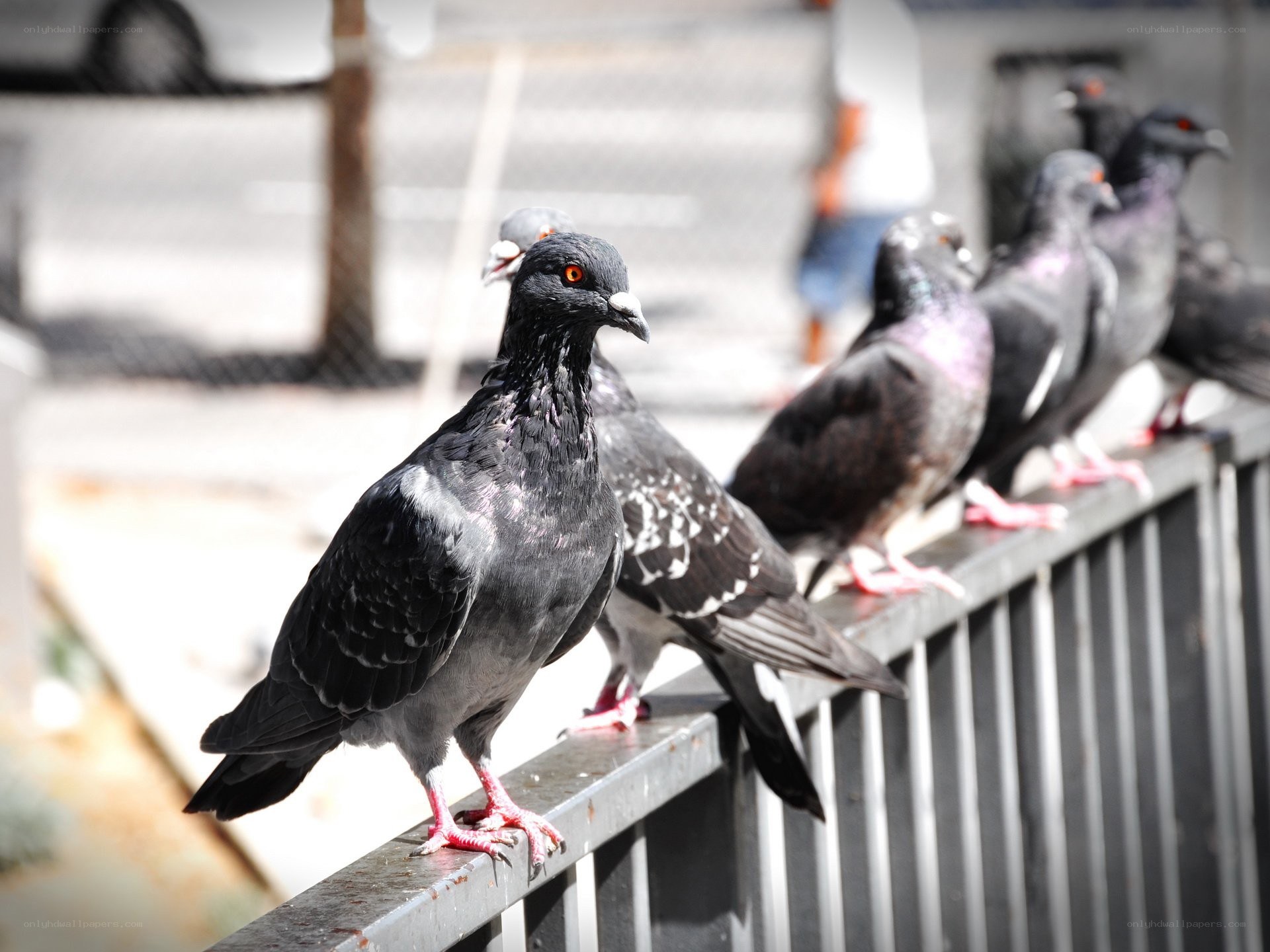 pigeons on a metal railing