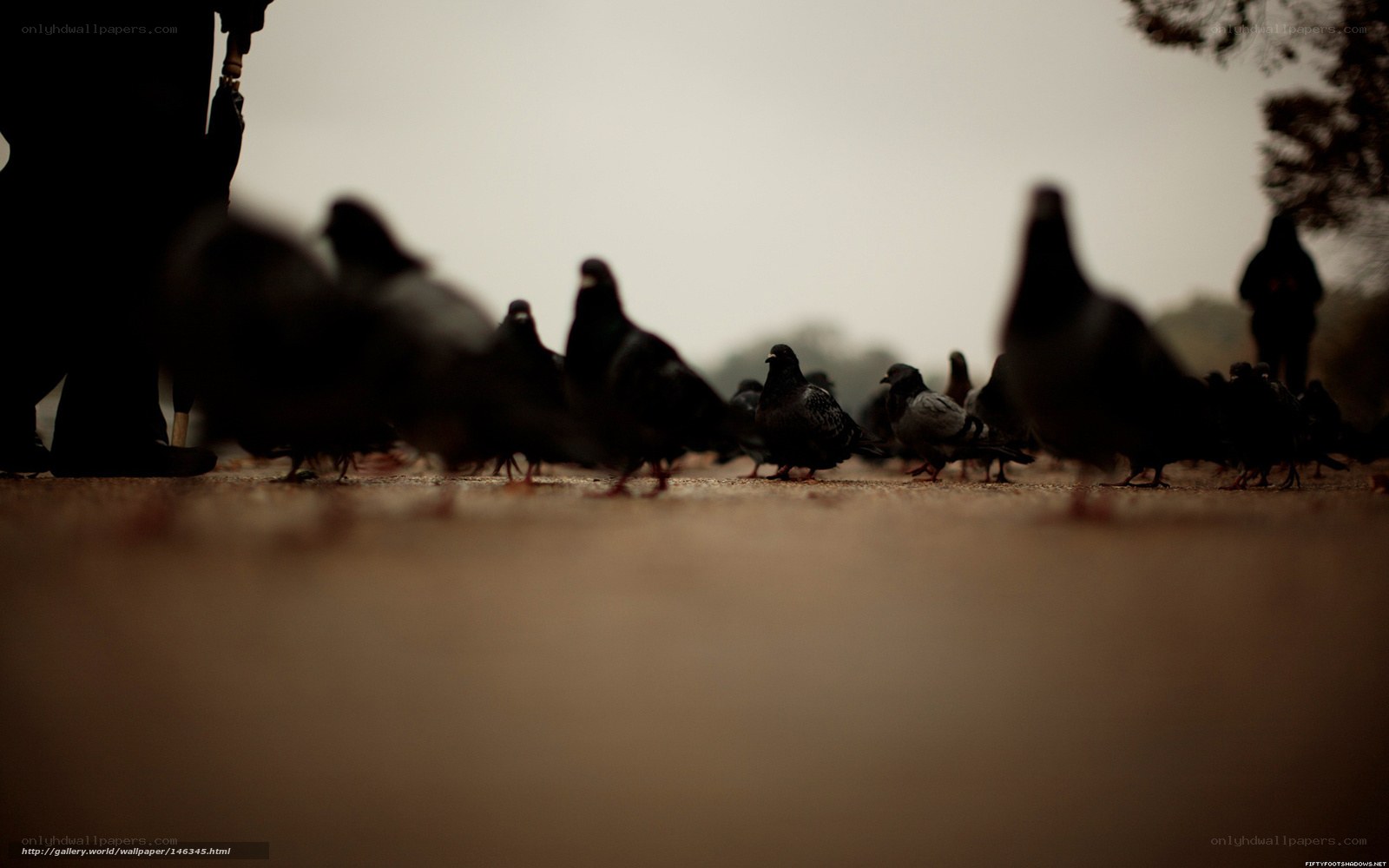Pigeons on a path