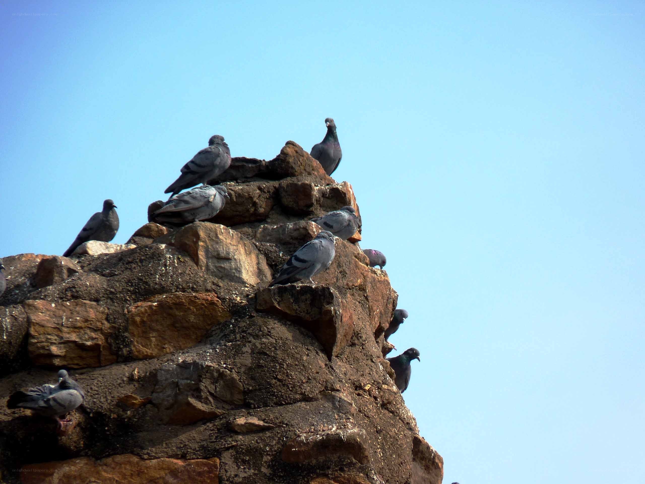 pigeons on a rocky outcrop