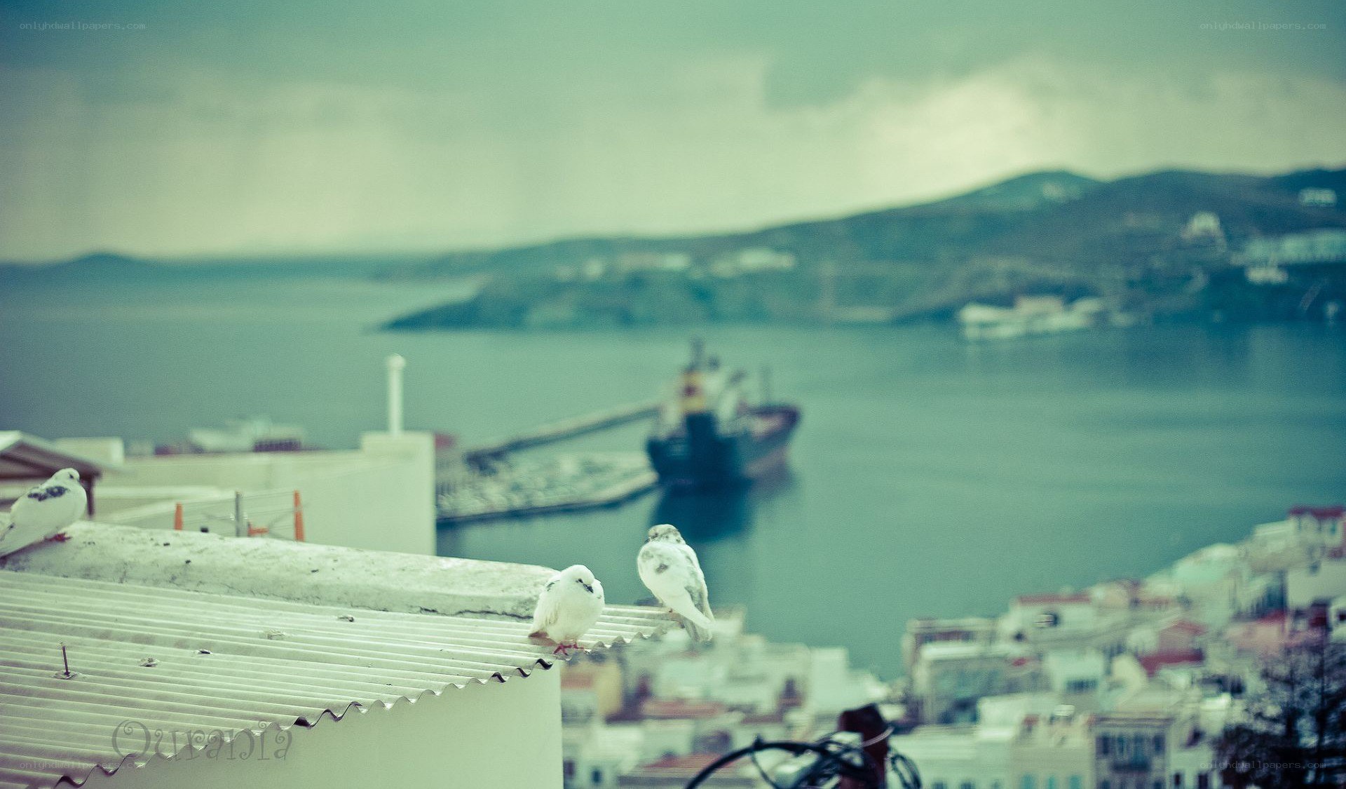 Pigeons on a rooftop overlooking the harbor